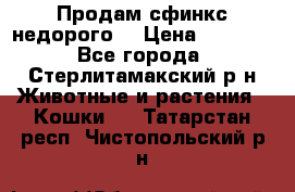 Продам сфинкс недорого  › Цена ­ 1 000 - Все города, Стерлитамакский р-н Животные и растения » Кошки   . Татарстан респ.,Чистопольский р-н
